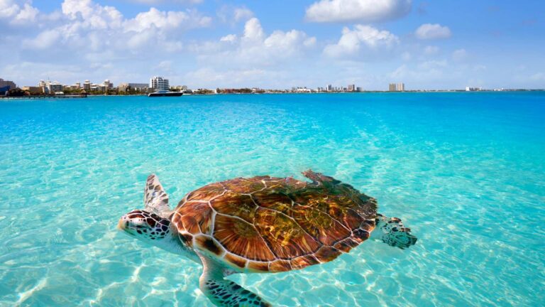 Loggerhead Turtle Swimming Blue Water