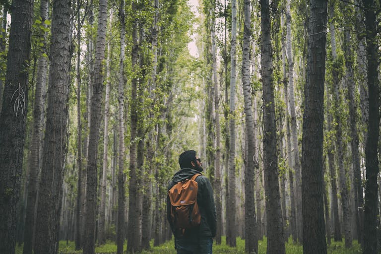 A man with a backpack explores a lush green forest, surrounded by tall trees.