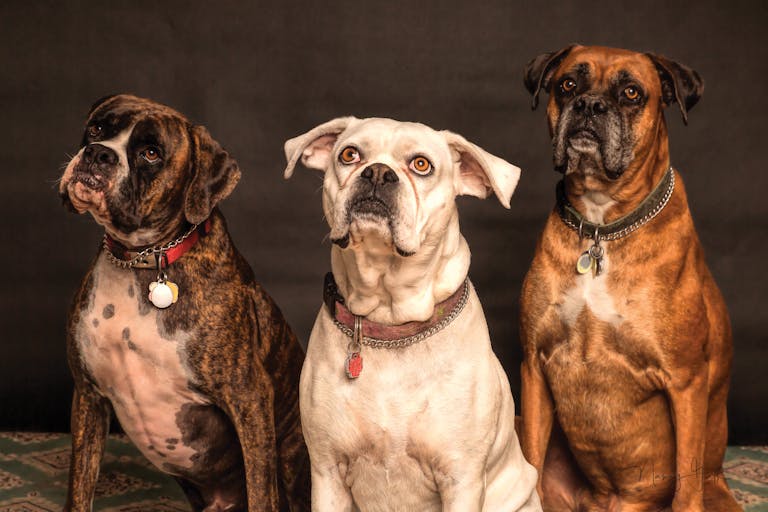 Three Boxer dogs posing in a studio setting, showcasing elegance and charm.