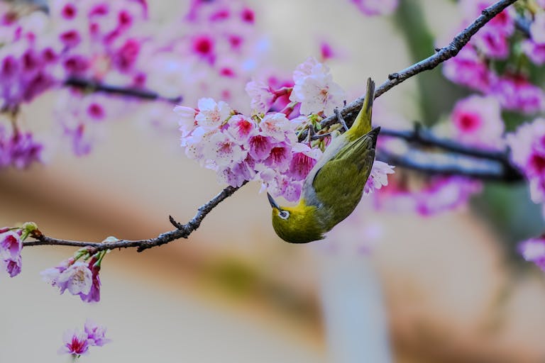 Cherry Blossoms