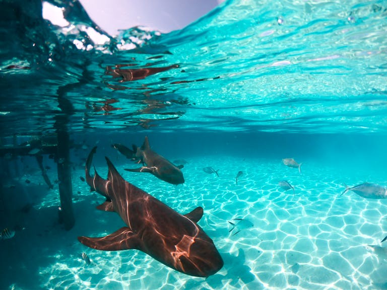 Nurse sharks swimming gracefully in the crystal clear waters of the Bahamas.